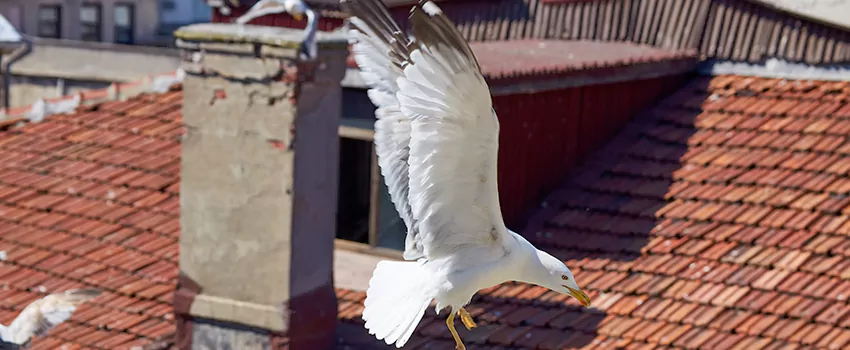 Residential Chimney Animal Removal Solution in Country Walk, FL