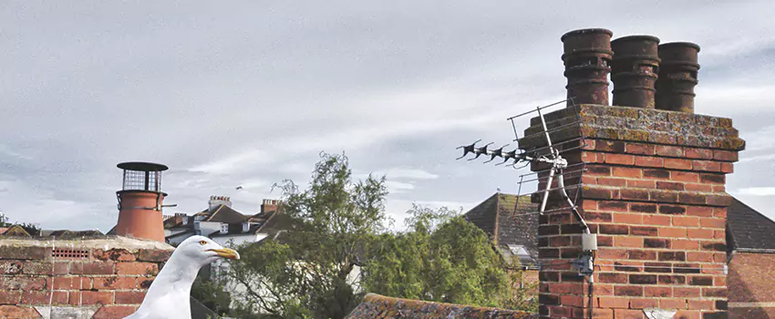 Chimney Cleaning And Restoration in Country Walk, Florida